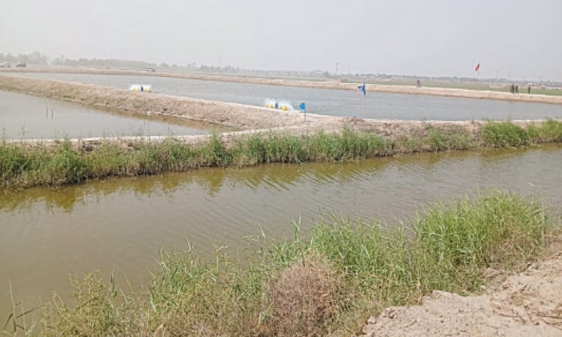 Coastal aquaculture landscape